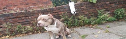 Mixed Breed dogs for sale: Caine corso/ American bully 10 weeks - Advert 27