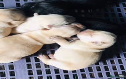 Labrador Retriever dogs for sale: Brilliant Family-Raised Labradors - Image 6