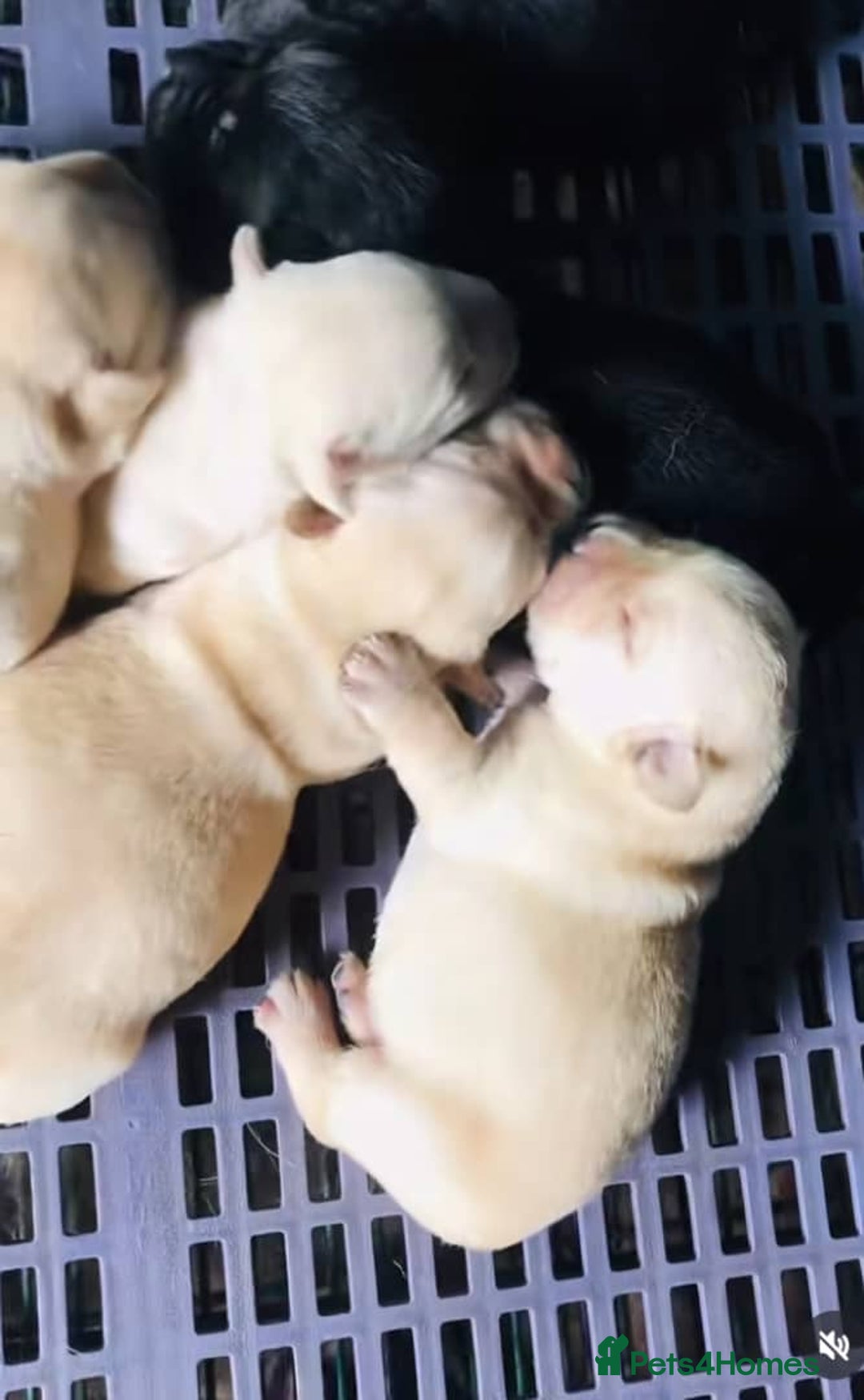Labrador Retriever dogs for sale: Brilliant Family-Raised Labradors - Image 6