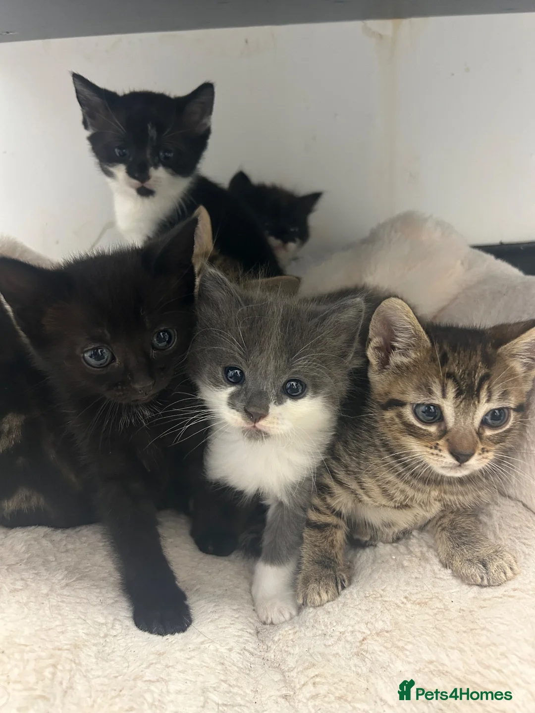 Mixed Breed cats for sale: Kittens ready for their forever homes! - Advert 1