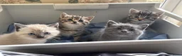 Mixed Breed cats for sale: Beautiful Siberian Mix Kittens  - Advert 11