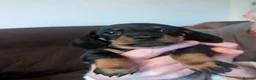 Miniature Dachshund dogs for sale: Adorable Miniature Dachshund Puppies 1 boy 1 girl  - Advert 4