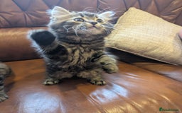 Mixed Breed cats for sale: Adorable Kittens - Image 3