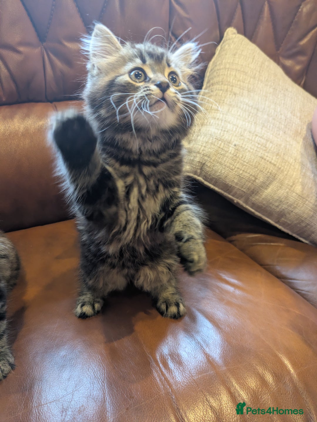 Mixed Breed cats for sale: Adorable Kittens - Image 3