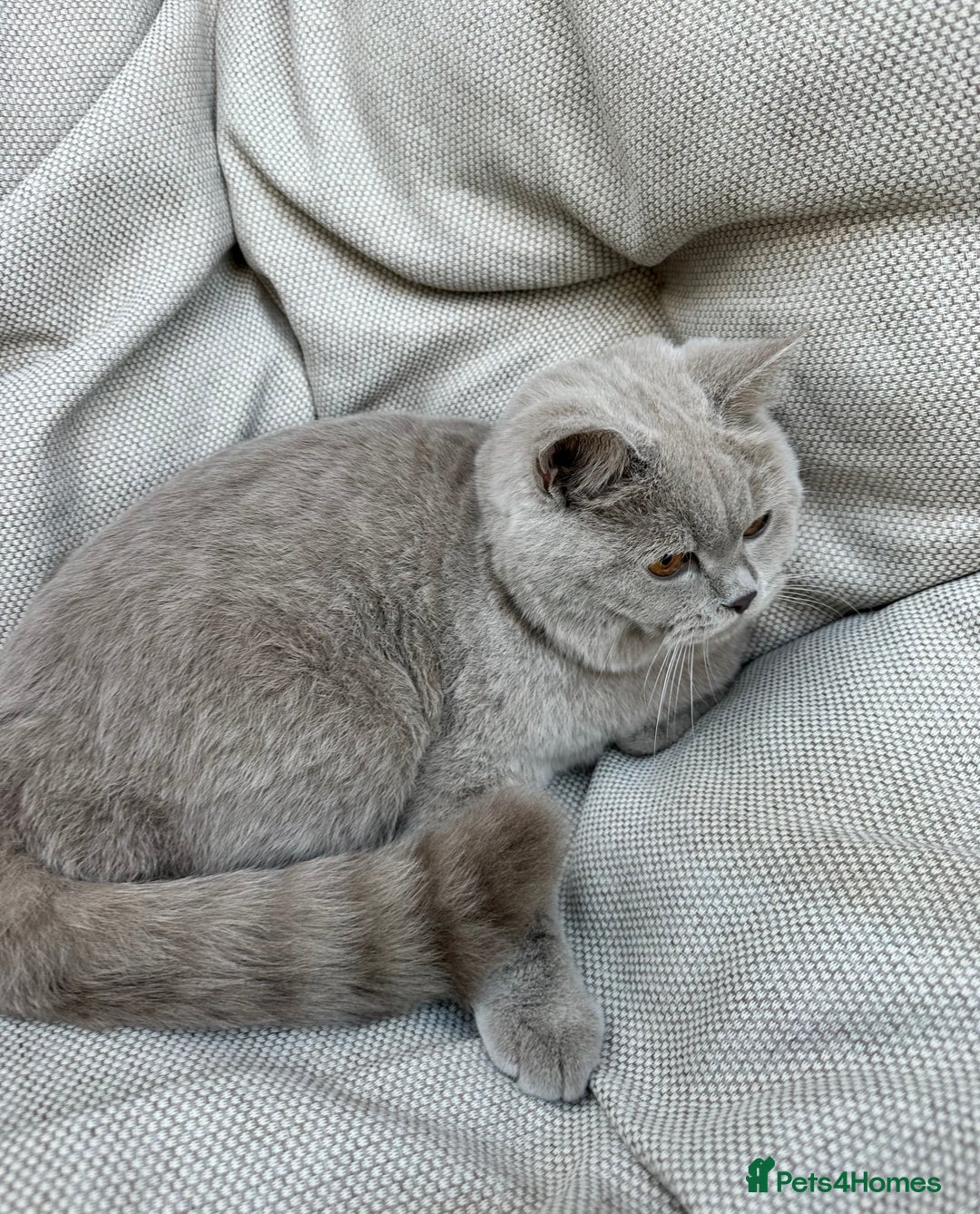 British Shorthair cats for sale: Ready British Shorthair Chunky Kittens - Advert 7