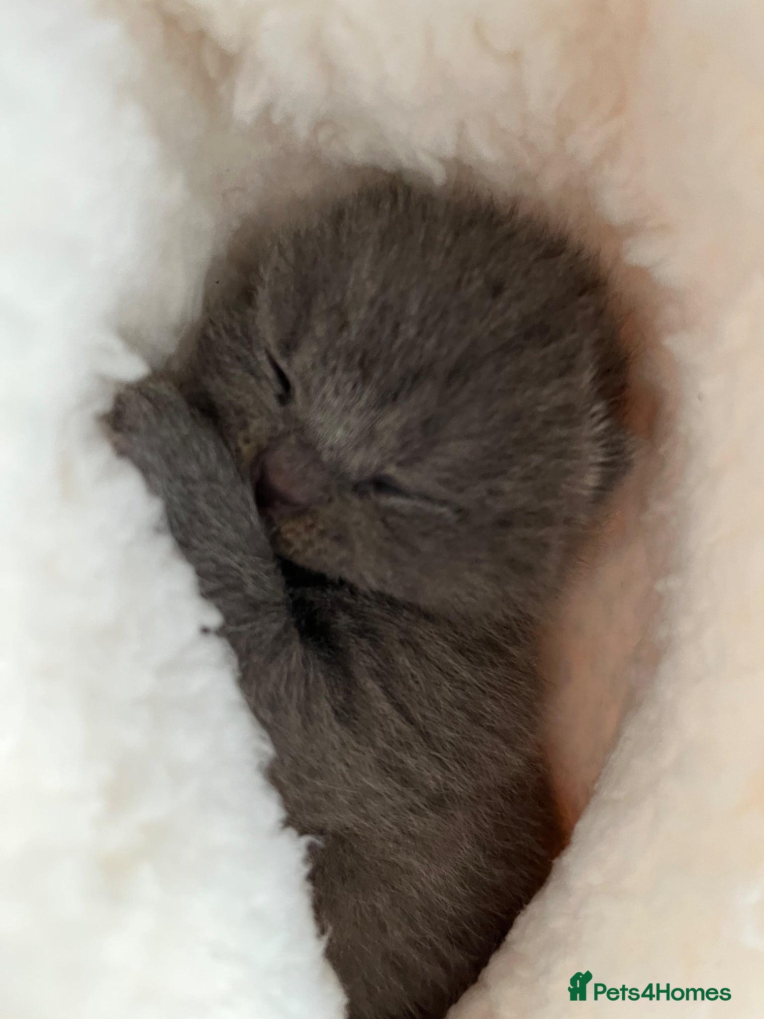 British Shorthair cats Beautiful British short hair female  - Advert 1