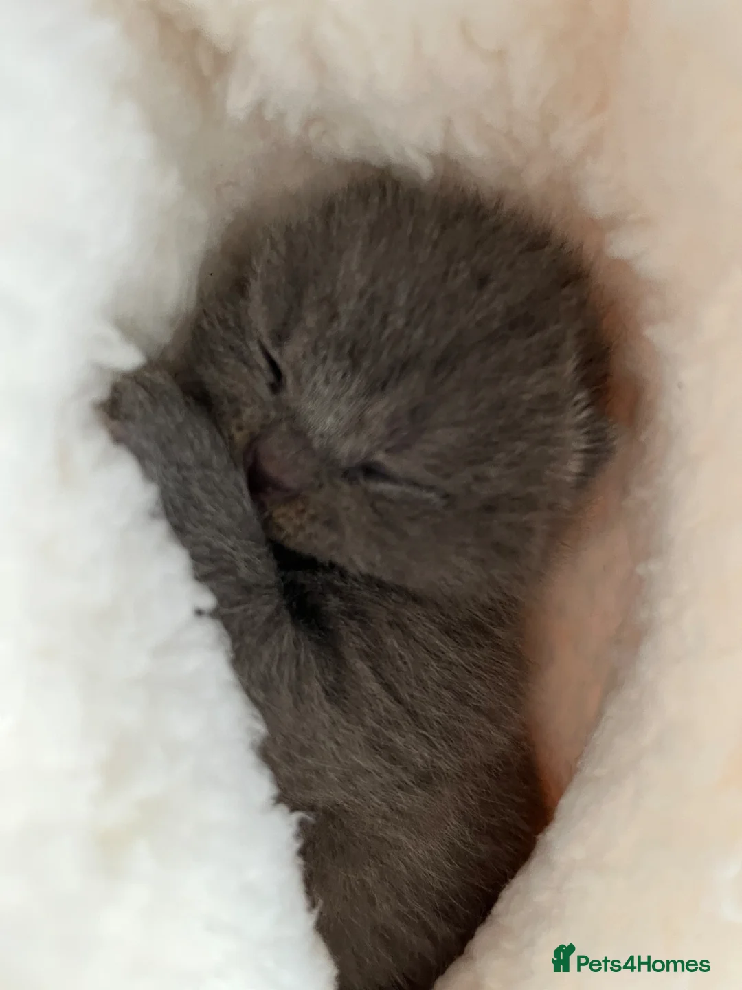 British Shorthair cats for sale: Beautiful British short hair female  - Advert 1