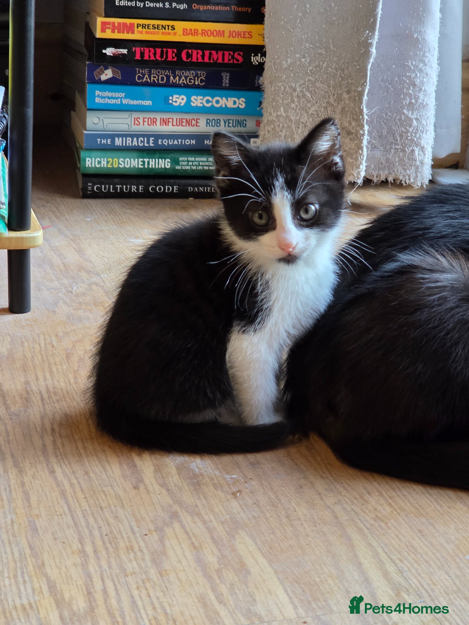 Mixed Breed cats Female cat for sale.  - Advert 1