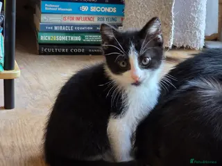 Mixed Breed cats Female cat for sale. - Advert 1