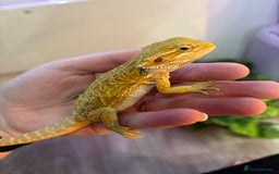 Bearded Dragon reptiles for sale: Bearded Dragon Babies INC RED MONSTERS - Image 9