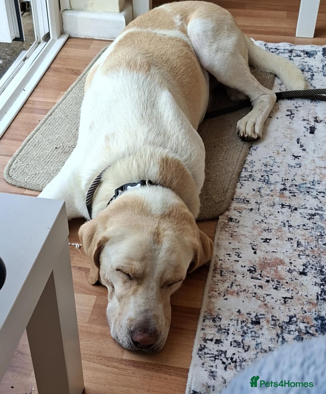 Labrador Retriever dogs for adoption: STORM !  - Image 3
