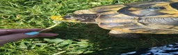 Hermann Tortoise reptiles for sale: 10 yrs old male Hermanns tortoise in Beccles - Advert 3
