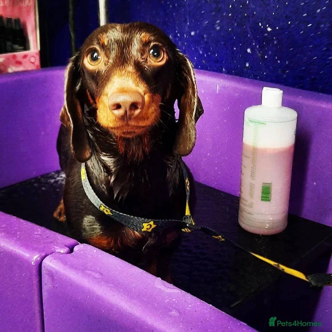 Miniature Dachshund dogs for stud: Chocolate and Tan Smooth Coat STUD  in Pontypridd - Advert 8