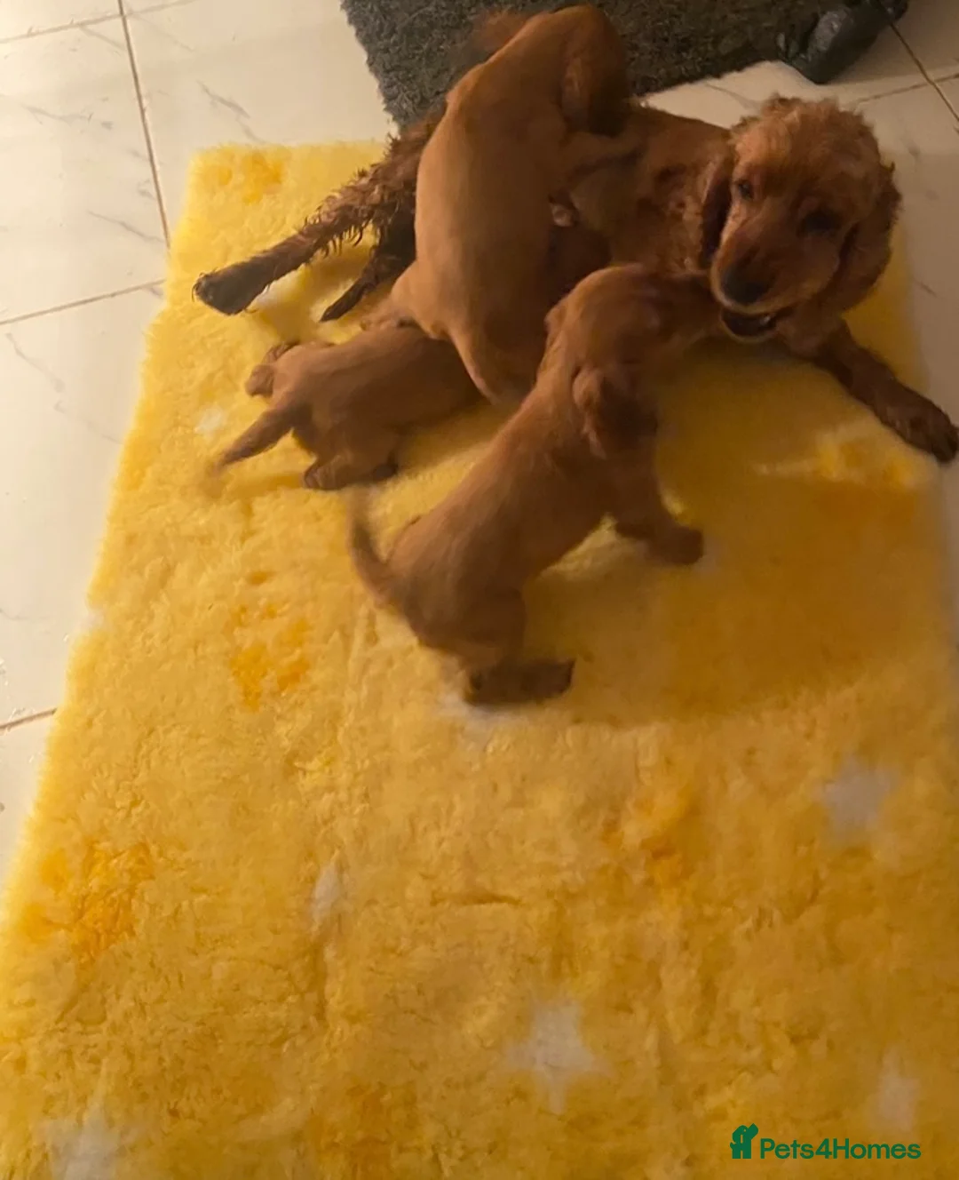 Cockalier dogs for sale: F1 fox red puppies boys and girls  - Advert 3