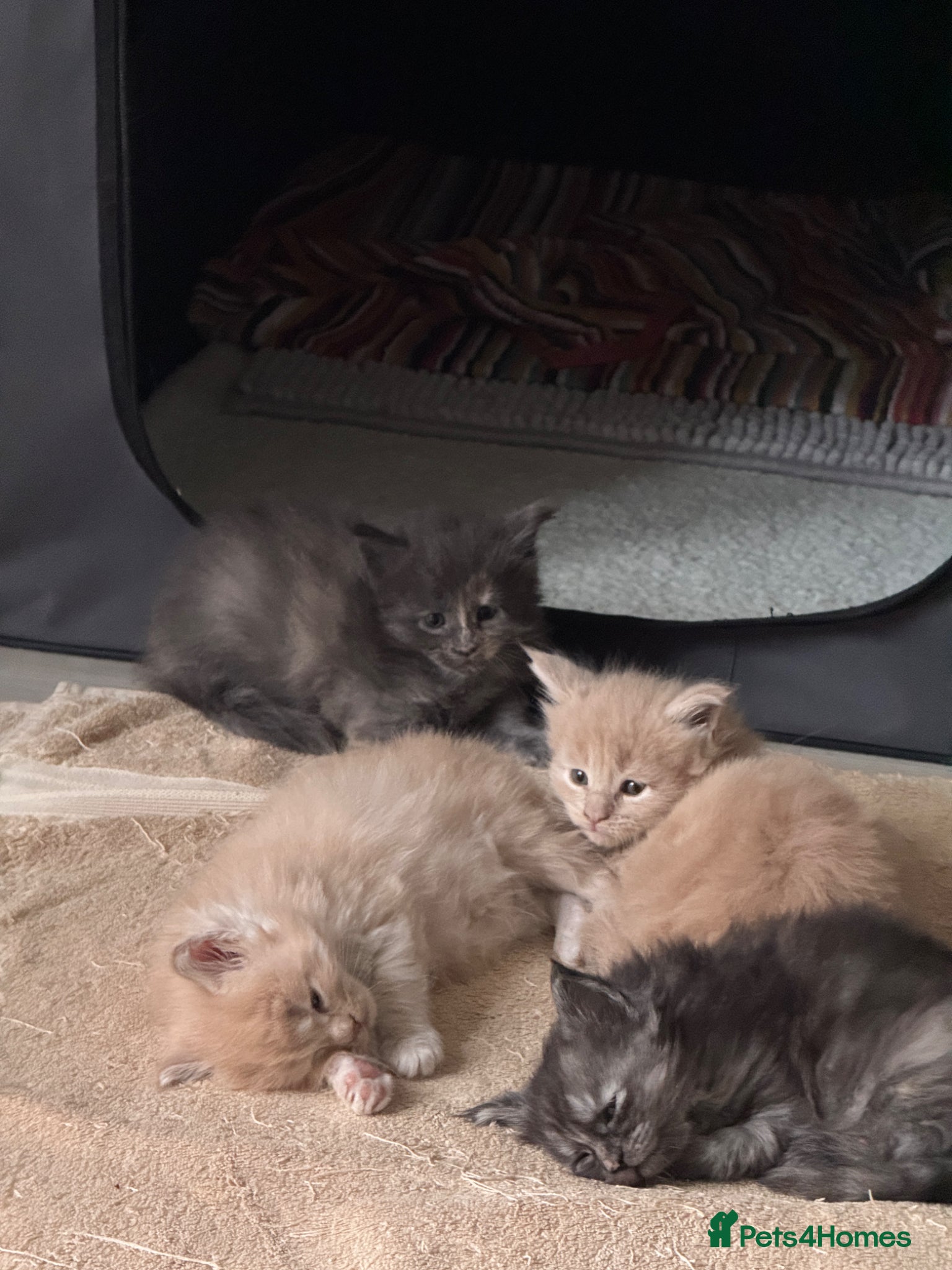 Maine Coon cats Beautiful Maine Coon kittens for sale. Two boys.🦁 - Advert 1