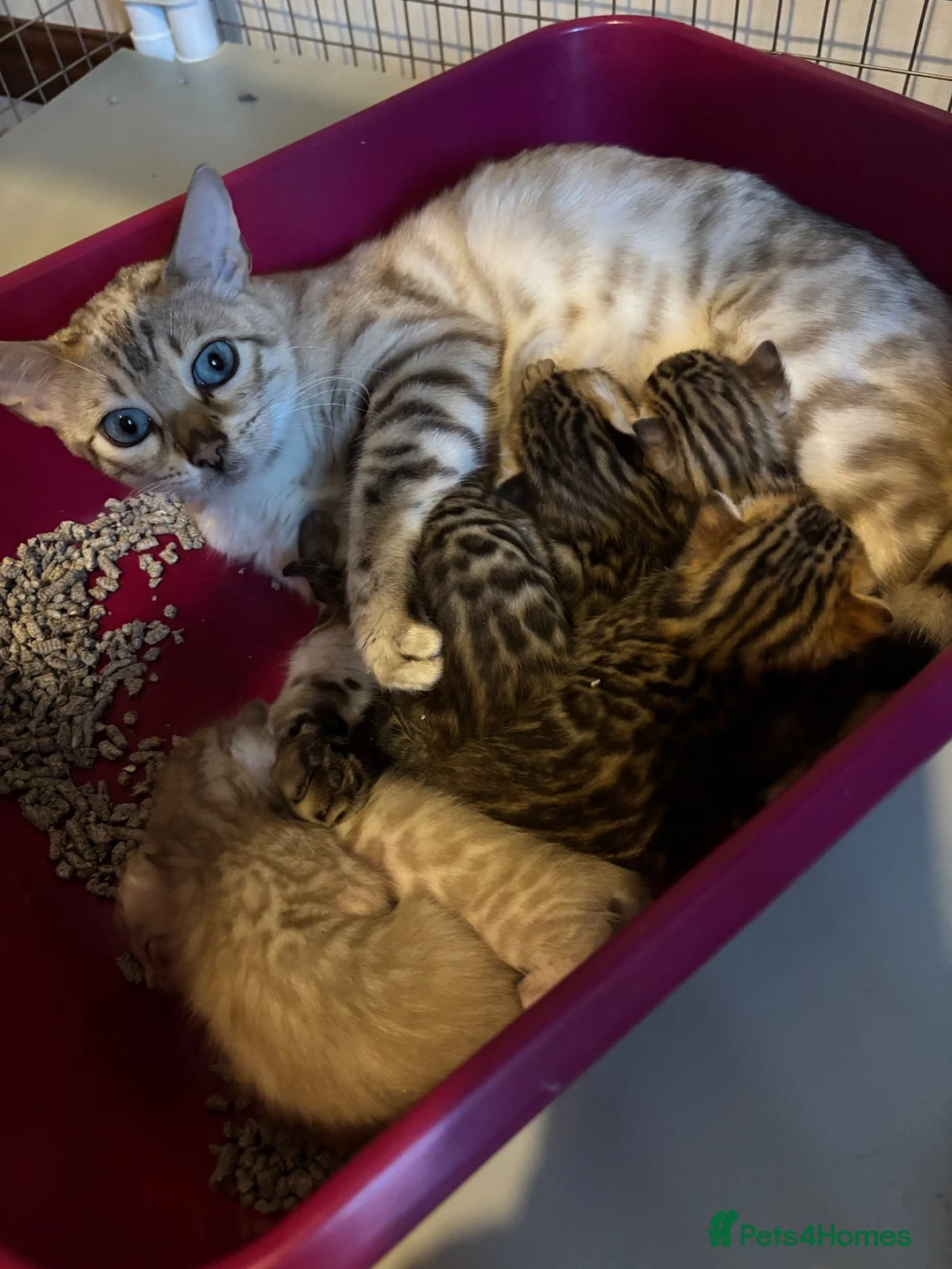 Bengal cats for sale: Seal Mink Male Bengal kittens in Grantham - Advert 1