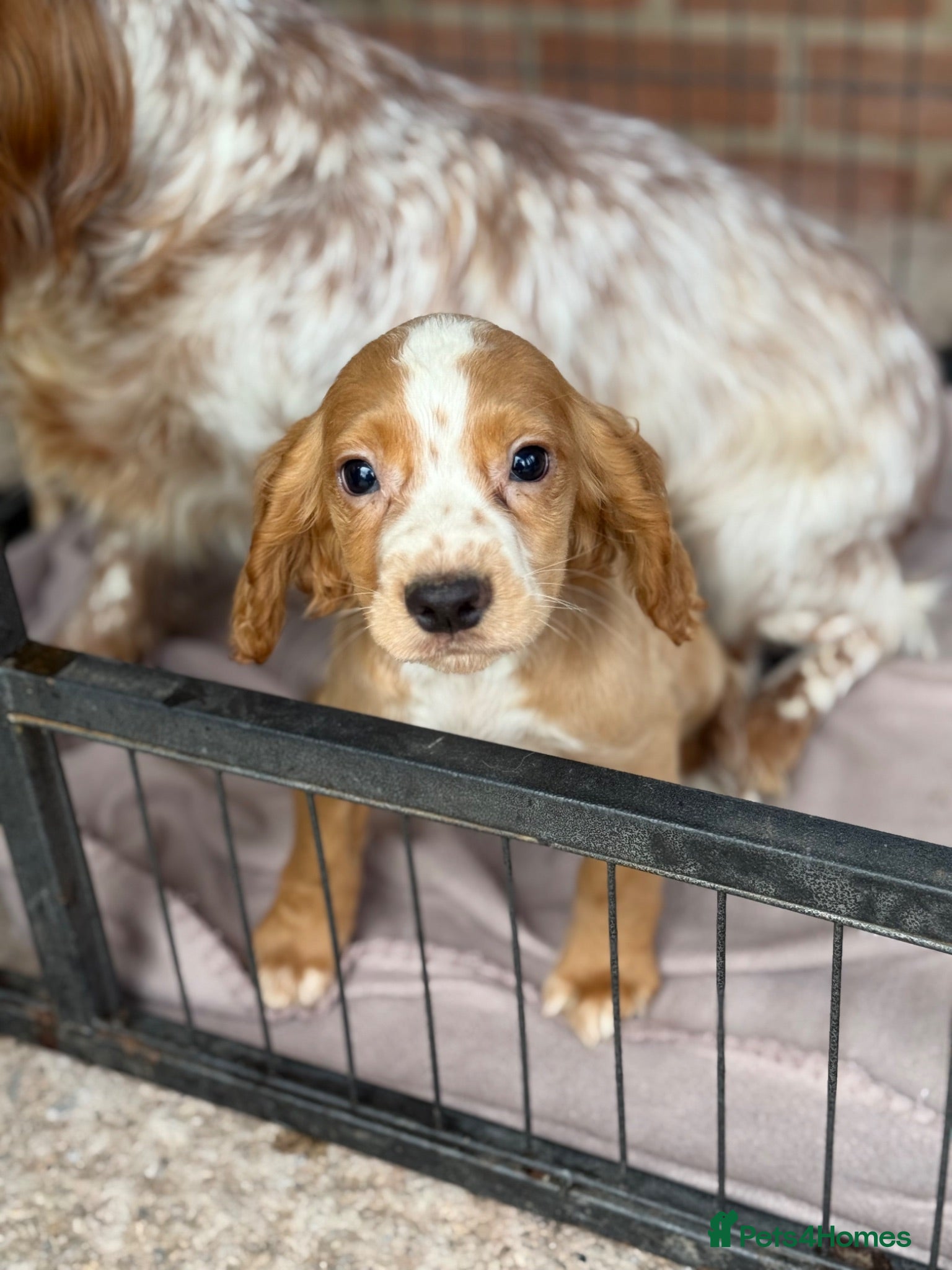 Cocker Spaniel dogs Cocker spaniel puppies  - Advert 1