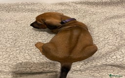 Rhodesian Ridgeback dogs for sale: Pedigree Ridgeback Puppies - READY FOR VIEWING in Scunthorpe - Image 29