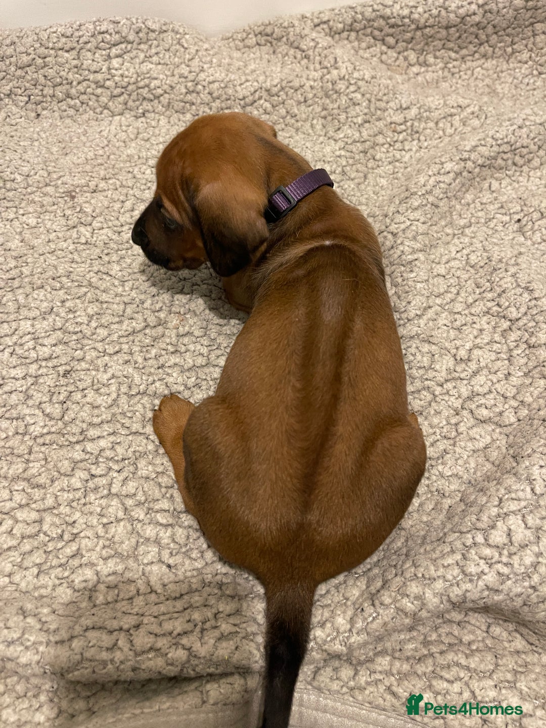Rhodesian Ridgeback dogs for sale: Pedigree Ridgeback Puppies - READY FOR VIEWING in Scunthorpe - Image 29