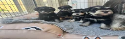 Miniature Schnauzer dogs for sale: 🐾 Miniature Schnauzer Puppies - Advert 19