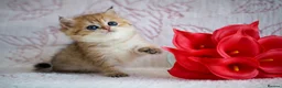 British Shorthair cats for sale: British shorthair available 🦁 - Advert 23