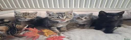 Mixed Breed cats for sale: Friendly kittens - Advert 2
