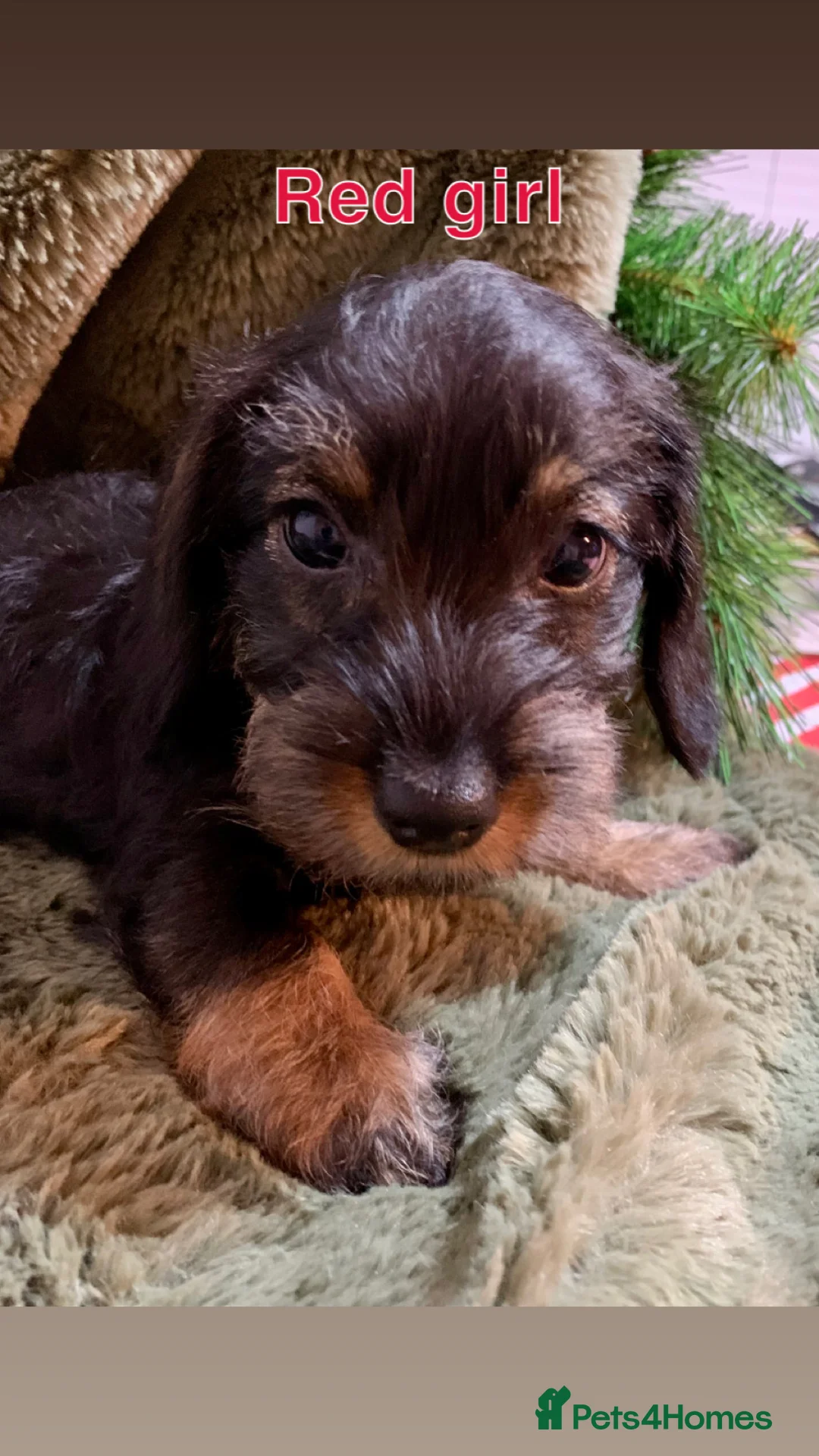 Miniature Dachshund dogs for sale: Miniature wirehaired daschunds - Advert 12