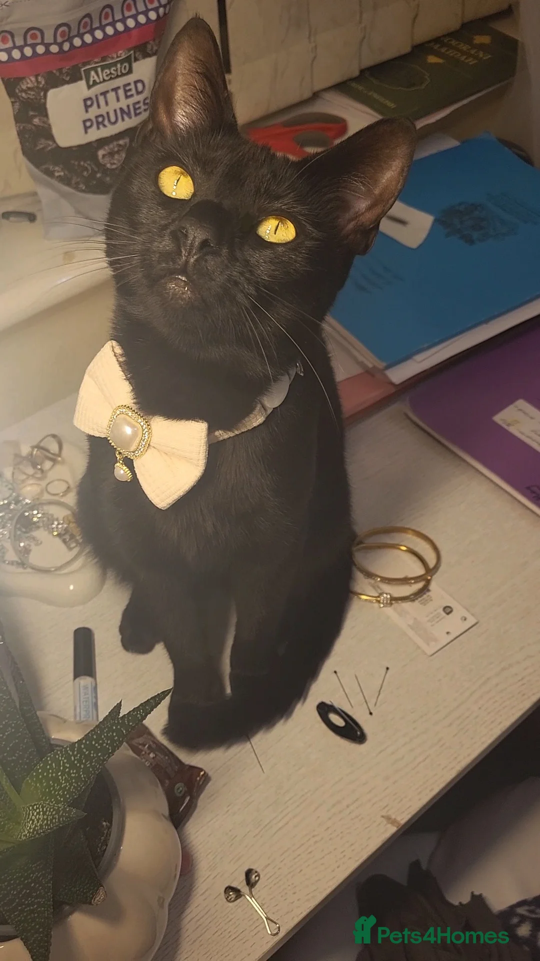 Mixed Breed cats for sale: BEAUTIFUL BLACK CAT  - Advert 2