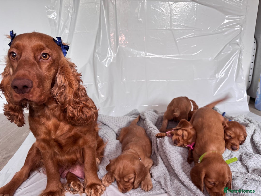 Cocker Spaniel dogs for sale: Pure breed cocker spaniels puppies  - Image 16