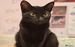 Bombay cats for sale: Bombay and ginger - Image 5