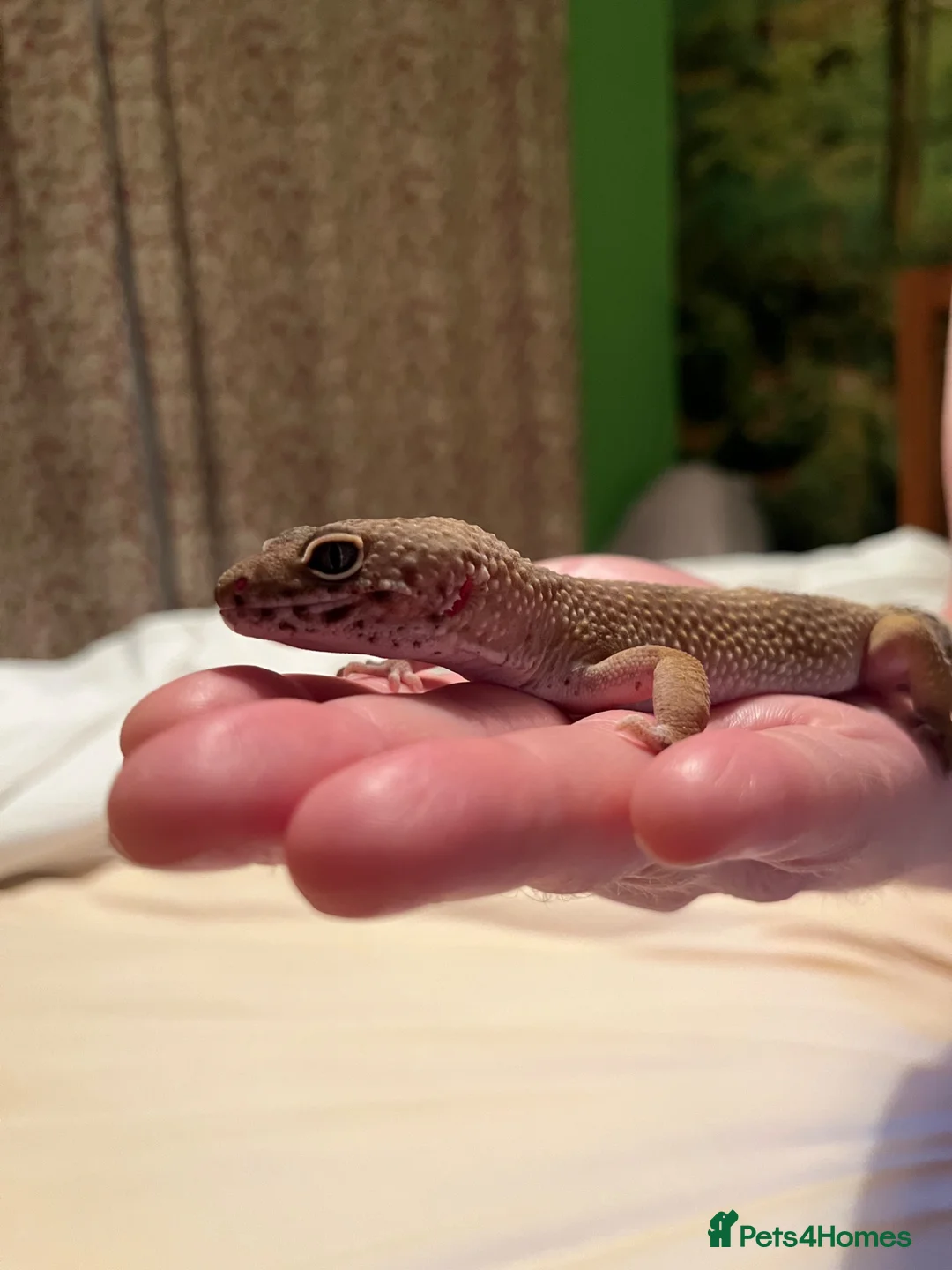Leopard Gecko reptiles for sale: Leopard Gecko for sale - Advert 10