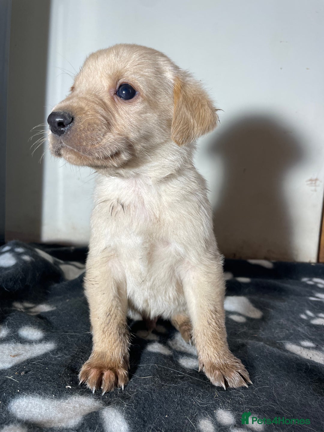 Labrador Retriever dogs for sale: Stunning chunky Labrador pups  - Advert 10