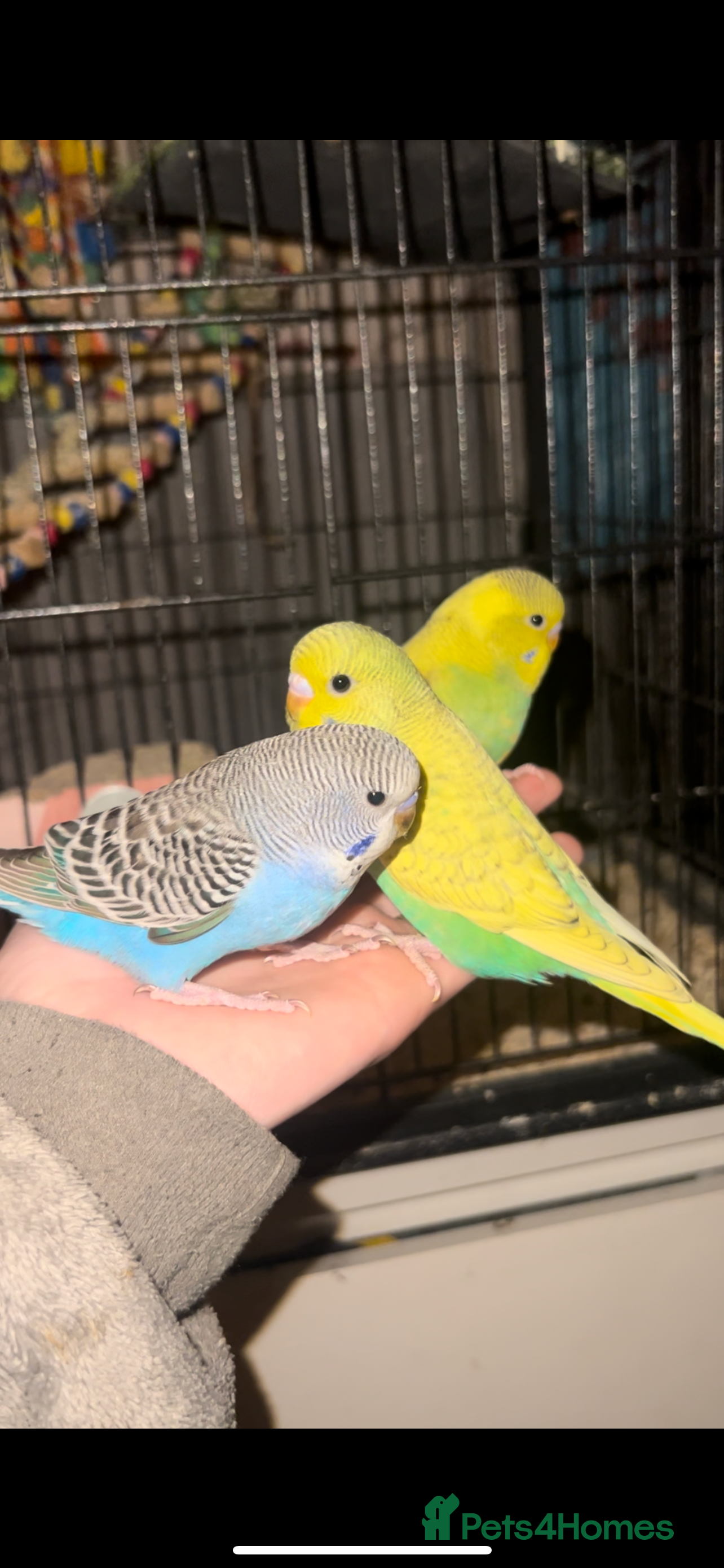 Budgerigars birds Silly Tame Baby Budgies - Advert 17