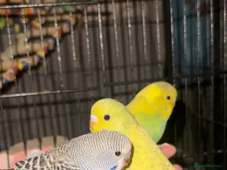 Budgerigars birds Silly Tame Baby Budgies - Advert 2