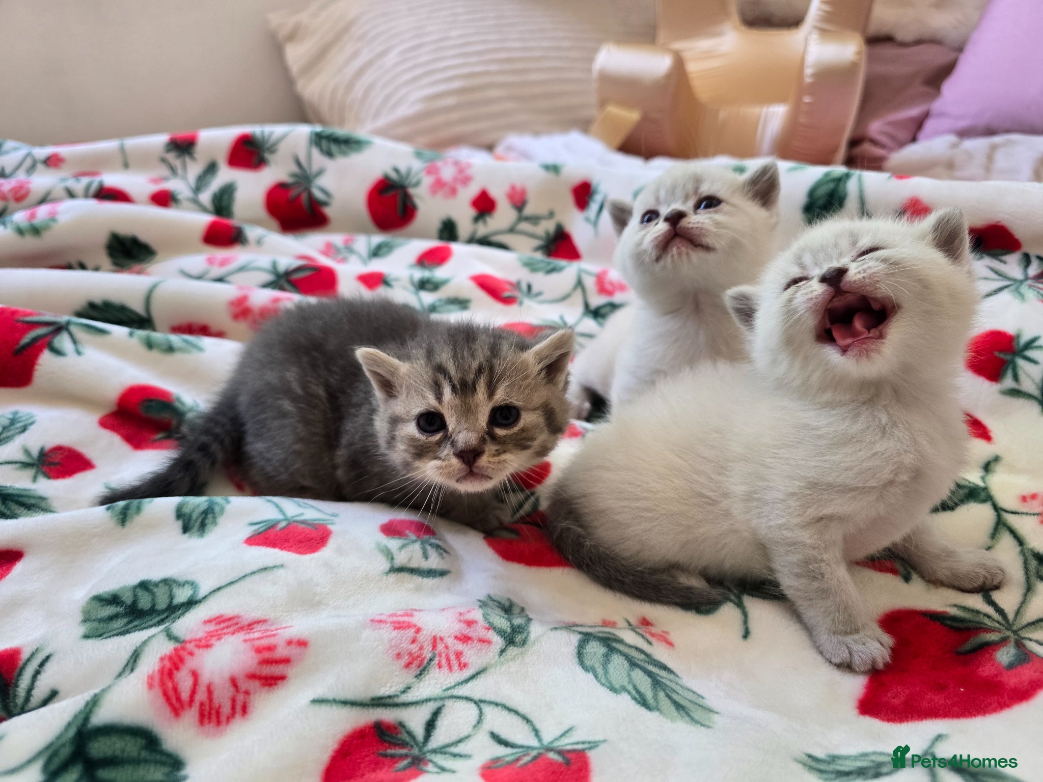 British Shorthair cats for sale: British shorthair x persian kittens  in Hull - Advert 6