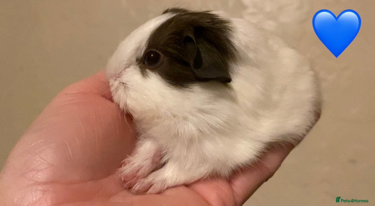 Guinea Pig rodents Gorgeous guinea pigs - Advert 18