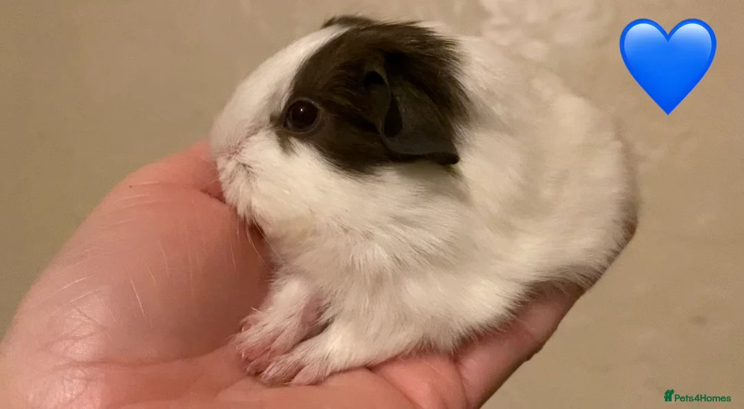 Guinea Pig rodents for sale: Gorgeous guinea pigs - Advert 1