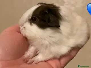 Guinea Pig rodents Gorgeous guinea pigs - Advert 18