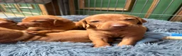 Hungarian Vizsla dogs for sale: Collect in two weeks!🐾KC smooth Hungarian Vizslas - Advert 33