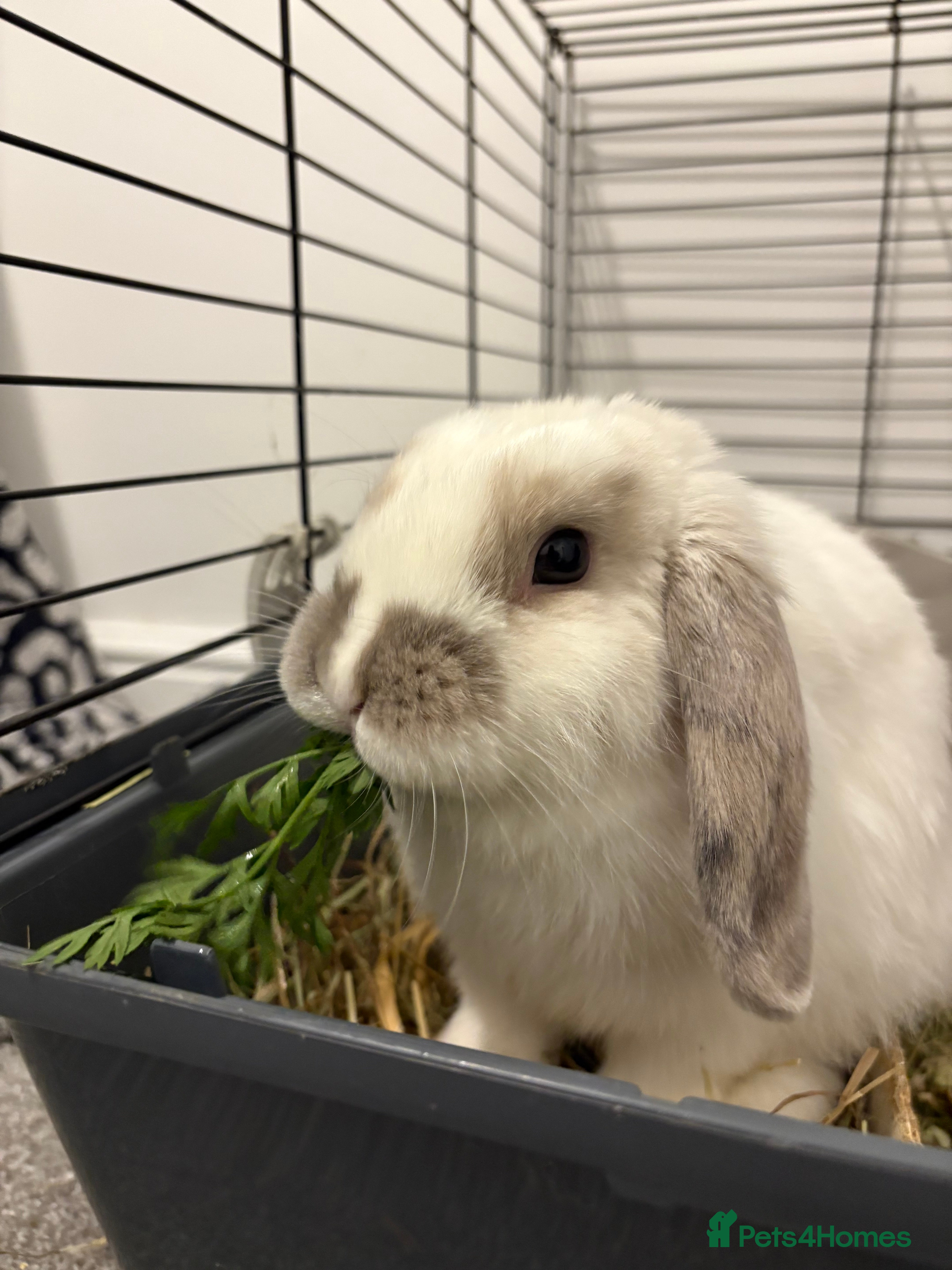 Mixed Breed rabbits Bunnies available for adoption  - Advert 22