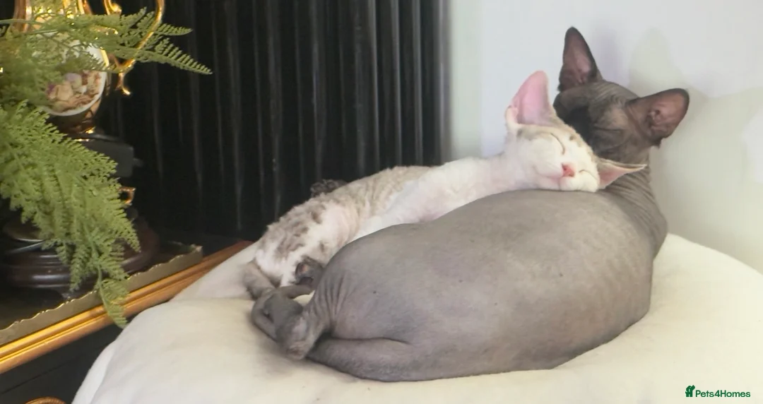 Sphynx cats for sale: Male Sphynx looking for new home  - Advert 3