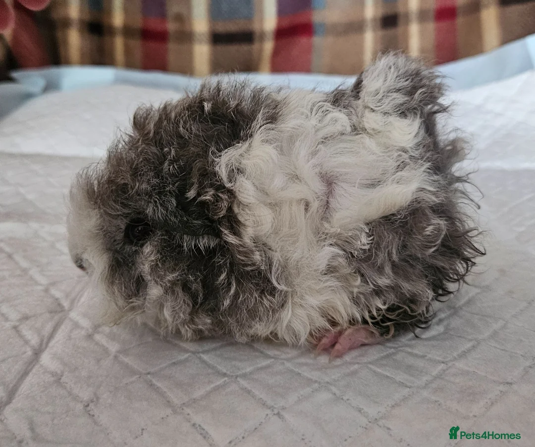 Guinea Pig rodents for sale: Beautiful swiss cross lunkarya. - Advert 3