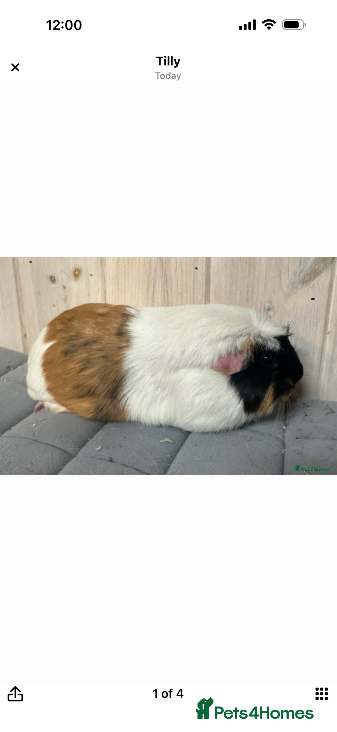 Guinea Pig rodents for sale: 10 Month old Guinea Pig Rehome - Advert 2