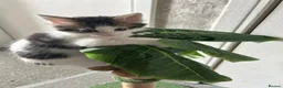Mixed Breed cats for sale: 6 adorable kittens - Advert 8