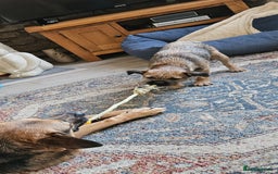 Border Terrier dogs for stud: Looking to Stud for Puppies - Image 4