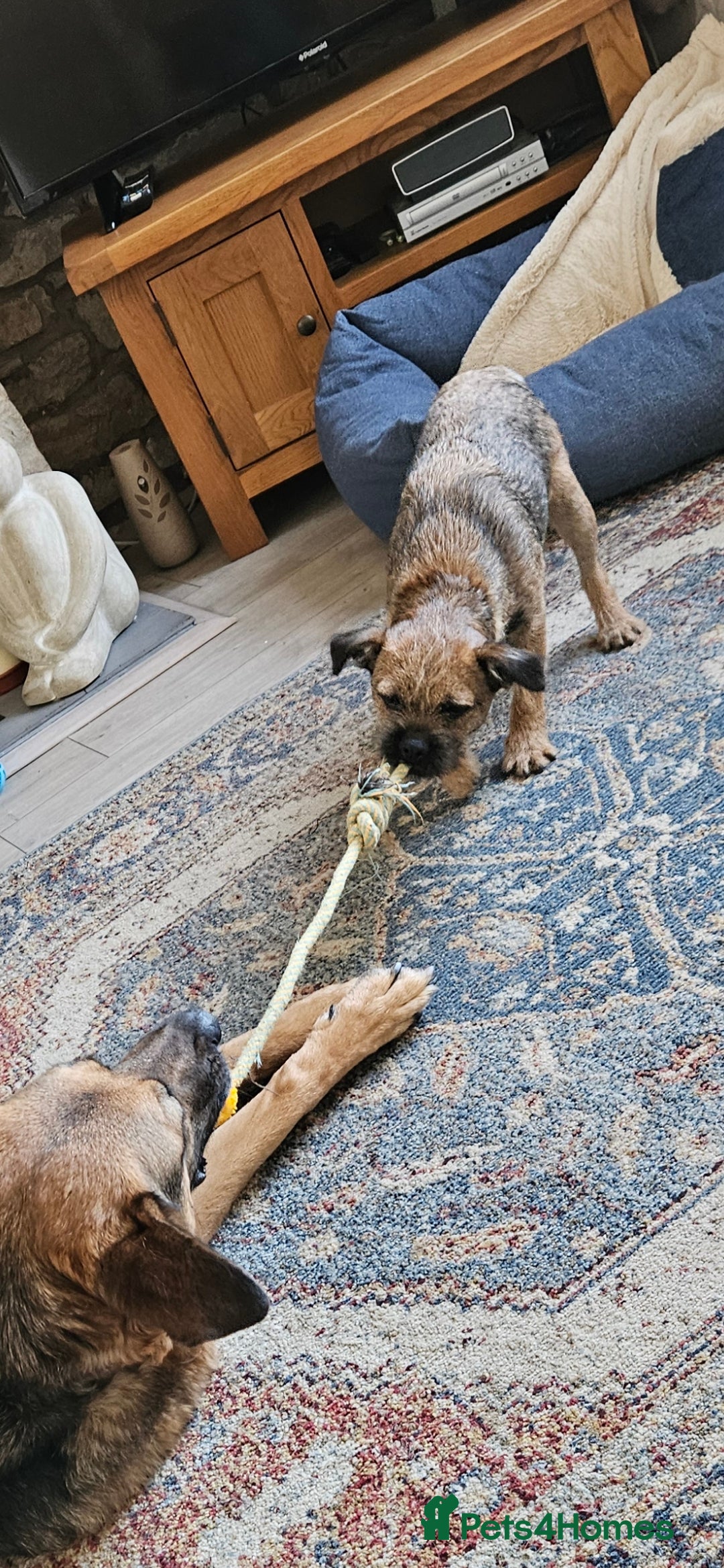 Border Terrier dogs for stud: Looking to Stud for Puppies - Image 4