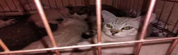 Mixed Breed cats for sale: Kittens for rehoming  in Dunfermline - Advert 17