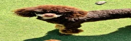 Toy Poodle dogs for sale: Stunning chocolate phantom toy Poodle Litter  - Advert 16