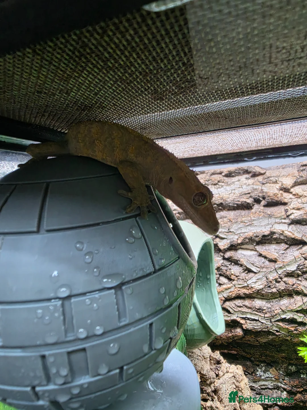 Gecko reptiles for sale: Crested Gecko with tank - Advert 2