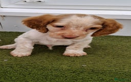 Cocker Spaniel dogs for sale: Stunning Cocker spaniel puppy's  - Image 4